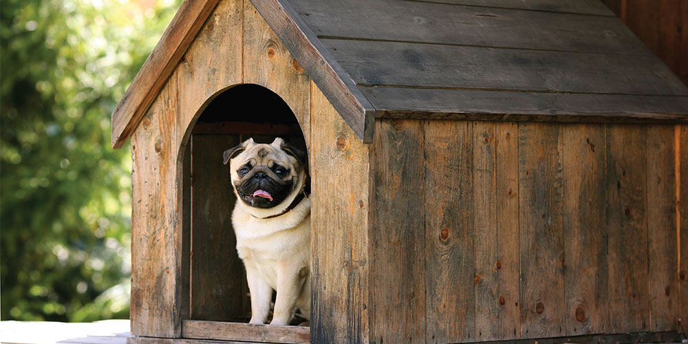 Building a Dog Kennel 