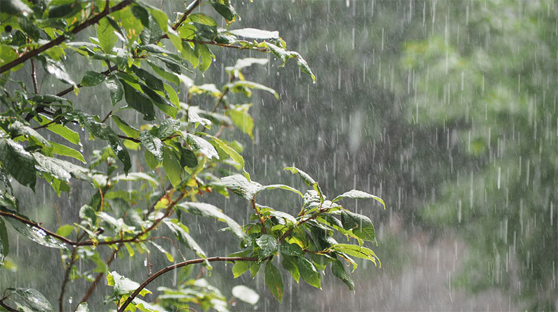 Rainwater Harvesting 